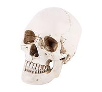 Tyenaza Modelo de Calavera, Cráneo Humano Modelo 1: 1, Modelo de Cráneo Humano de Resina, Réplica de Calavera Humana Retro Mentón se Puede Separar, para Clases Médica y Decoración(21 x 16 x 12 cm)