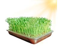 Tyinerc Cuenco de cultivo de brotes, acero inoxidable de gran capacidad, cultivador de plantas verdes, arrancador de plántulas | Para frijoles, interiores y exteriores, jardín, hogar y