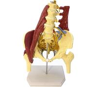 TYJYGS Modelo De Hueso De Columna Lumbar Humana, Modelo De Columna De Pelvis De Ciencias Médicas, Modelo De Pelvis Femenina, con Músculo, para Investigación Médica Y Práctica Educativa