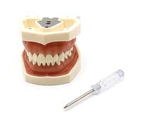 Typodont - Modelo de dientes con destornillador, modelo de boca, modelo de diente de habla, dientes de práctica, 28/32 dientes