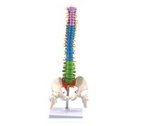 Uanratg 45 cm con anatomía anatómica pélvica humana columna vertebral modelo de columna vertebral recursos de enseñanza para estudiantes