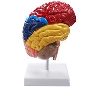 Uanratg Modelo anatómico cerebral anatómico 1:1 suministros de laboratorio de enseñanza del tronco cerebral medio cerebro