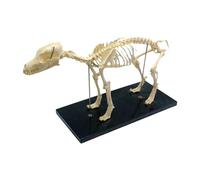 UDSKNV[KSL Modelo de Esqueleto de Perro, AnatomíA del Perro, Modelo de EnseñAnza de Animales, Herramienta de DemostracióN de EnseñAnza Veterinaria de Laboratorio