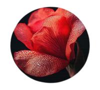 UERWOWELL Alfombras Redonda Moderna Minimalista Gran Rosa pétalos tulipán Gotas rocío Fondo Negro Lavable Alfombra Pelo Corto Interior tapete salón 140cm