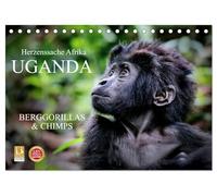 UGANDA - Berggorillas & Chimps (Tischkalender 2026 DIN A5 quer), CALVENDO Monatskalender: Zerbrechliche Wesen - Afrikas Menschenaffen
