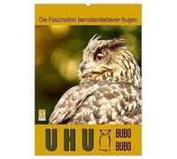 Uhu, die Faszination bernsteinfarbener Augen (Wandkalender 2026 DIN A2 hoch), CALVENDO Monatskalender: Bezaubernde Fotos des Königs der Nacht, des Uhus