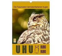 Uhu, die Faszination bernsteinfarbener Augen (Wandkalender 2026 DIN A3 hoch), CALVENDO Monatskalender: Bezaubernde Fotos des Königs der Nacht, des Uhus