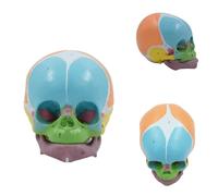 UIGJIOG 1:1 Color Cabeza De Bebé Modelo De Esqueleto,Anatómico Tamaño Real Cabeza De Bebé Número De Modelo Codificado Cráneo Modelo Enseñanza