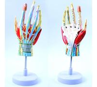 UIGJIOG 1:1 Modelo de Anatomía de la Mano Articulación de la Mano Músculo Esquelético Nervio Vascular Articulación de la Muñeca Cirugía de la Mano Modelo Didáctico