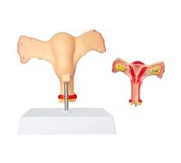 UIGJIOG 1: 1 Modelo de anatomía del Ovario del útero Femenino Humano de tamaño Natural Muestra la Vagina ovárica Bilateral con la Tarjeta de Manual del Producto y la Base de PVC enseñanza Escolar