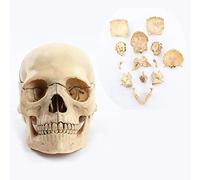 UIGJIOG 1: 2 cráneo Humano tamaño Natural Modelo Verdaderos Colores de Material médico en la enseñanza 15 Partes anatómicas anatomía esquelética Modelo 14.6 * 10.2 * 8.7cm,A3