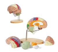 UIGJIOG 2 Modelos De Cerebro Humano para La Enseñanza De La Neurociencia con Etiquetas, Modelo De Anatomía De Tamaño Real, 9 Colores para Identificar Las Funciones Cerebrales Modelo Médico