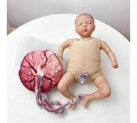UIGJIOG 3 Conjunto Modelo de Parto Femenino Modelo Capacitación en Partería PVC con Pelvis Bebé Separable con Muñeca con Cordón Umbilical/Amnios con Placenta para la Enseñanza de Ginecología