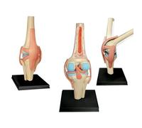 UIGJIOG 4D Modelo Humano Articulación La Rodilla Modelo Anatómico 19Pcs Desmontables Médico Modelo Enseñanza Modelo Anatómico La Rodilla La Formación Médica Ayuda Educativa