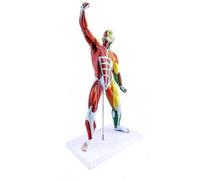 UIGJIOG 50 cm, Modelo anatomía Hombre musculoso 50 cm 80 cm Modelo en Miniatura Colorido músculos Modelo anatomía Cuerpo Humano órgano removible la fisiología de los músculos Humanos