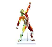 UIGJIOG 50 CM Modelo De Músculo Humano,Modelo Anatómico Muscular Estructura Muscular del Movimiento Cuerpo Modelo De Anatomía Sistema De Ejercicio Biología Médica con Signo De Color