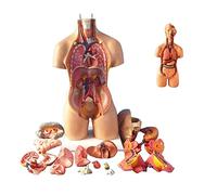 UIGJIOG 55 Cm Torso Modelo De Ensamblaje Órganos Internos Anatómico Modelo Anatómico del Cuerpo Humano Torso Cuerpo Humano Anatomía del Tórax para La Educación Enseñanza