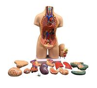 UIGJIOG 55cm Unisex Cuerpo Humano Torso Médico Anatómico Anatomía Órganos Internos para La Enseñanza, Desmontable 19 Partes