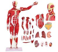 UIGJIOG 80 cm, Modelo anatomía Hombre musculoso 50 cm 80 cm Modelo en Miniatura Colorido músculos Modelo anatomía Cuerpo Humano órgano removible la fisiología de los músculos Humanos