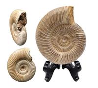 UIGJIOG Adorno Fósil De Ammonite con Base Fósil De Ammonite Especimen De Paleontología Natural Espiral De Ammonite Artesanía para Colecciones De Fósiles Y Educación