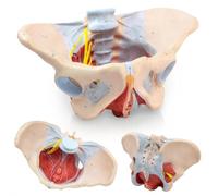 UIGJIOG Anatomía 1:1 Modelo de Pelvis Femenina tamaño Natural con músculos Suelo pélvico y Modelo perineal Todo en uno Modelo de anatomía Femenina Esqueleto para la enseñanza de fisiología