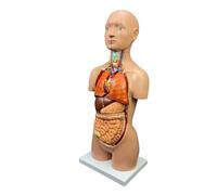 UIGJIOG Anatomía 3D Modelo Torso Humano 17In Modelo del Cuerpo Humano Anatomía con Órganos Extraíbles Corazón Cerebro Esqueleto Modelo De La Cabeza para El Aprendizaje De Los Estudiantes