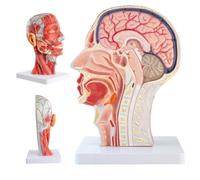 UIGJIOG Anatomía de la Cabeza Humana Modelo de Medio Cabeza Humana a Tamaño Real Músculos Superficiales Nervios Vasos Sanguíneos para Educación Médica