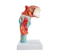 UIGJIOG Anatomía del Cuello Modelo anatómico Humano de Lengua y Garganta Modelo de Lengua Dientes Real Incluye Lengua, Dientes, glándula tiroides y laringe Modelo de Estudio de Estructura