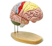 UIGJIOG Anatomía Modelo del Cerebro Humano, 2X Modelo de Cerebro Humano de tamaño Natural, numerado, con 4 Partes para estudiar Modelo anatómico de enseñanza