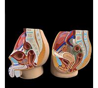 UIGJIOG Anatomía Sagital Masculina Femenina Modelo De Anatomía Reproductiva Pélvica Estructura Pélvica Sistema Reproductor Masculino Sección Sagital En La Pelvis Femenina