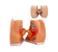 UIGJIOG Anticonceptivo Femenino Modelo De Entrenamiento del DIU 1:1 Modelo De Anatomía Reproductiva Femenina De Silicona Suave Estructura De Ovario De Útero Cervical Vagina