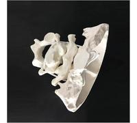 UIGJIOG Atlas Y Eje del Modelo Óseo Occipital con Modelo De Pierna Occipital Humana Modelo De Pierna Occipital Vértebras Cervicales De Material De PVC para Entrenamiento Médico