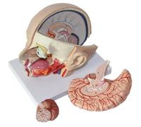 UIGJIOG Cabeza Humana con Modelo de anatomía Cerebral Modelo de anatomía Cerebral Modelo de Cabeza Modelo de arteria Cerebral