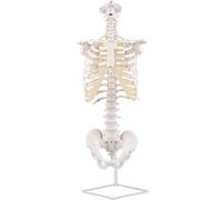UIGJIOG Columna Vertebral Humana Jaula Torácica Modelo Anatomía Jaula Torácica Modelo de Columna Vertebral Humana Tamaño Natural Movible y Flexible con Pelvis y Esternón Incluye Guía de Estudio