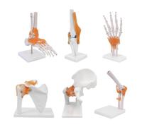 UIGJIOG Conjunto de 6 Piezas de articulaciones del Cuerpo Humano Anatomía Modelo de Esqueleto Modelo articulación de tamaño Real Hombro Codo Cadera Pie Mano Rodilla Modelo de articulación Recursos