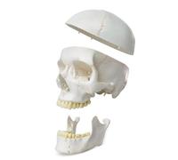 UIGJIOG Cráneo con Sutura Ósea Modelo Anatómico De Calavera Humana, con Suturas Pintadas 54 Unidades Modelos De Calavera Numerada Etiquetados para Estudiantes De Medicina,Modelo De Cerebro Humano