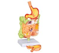 UIGJIOG Enseñanza de Anatomía Modelo Estómago Humano Modelo Anatomía Intestino Delgado y Grueso Removibles Modelo Enseñanza Estudiantes Medicina Educación Estudio Asistencia en Disección Adecuado