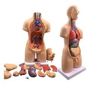 UIGJIOG Esqueleto anatómico de 55 cm Unisex Torso Anatomía Modelo Modelo Humano en 19 Partes Modelos de Modelo de anatomía de Torso Humano, Modelo anatómico 4D de órganos Humanos