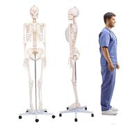 UIGJIOG Esqueleto posable de tamaño Real para enseñanza de anatomía de 70.8'' Huesos Humanos Modelo de Esqueleto de tamaño Completo con Sistema nervioso Arteria carótida Modelo Esqueleto anatomía