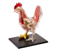 UIGJIOG Kit de Modelo de Anatomía de Pollo 4D Visión Modelo de Anatomía de Pollo Desmontable 32 Partes Rompecabezas de Modelo Animal Científico para Ensamblar