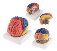 UIGJIOG Life Size Color Brain Modelo De Partición Funcional Modelo De Cerebro Humano Anatómico De Enseñar Suministro Escolar Función Colorimétrica Arterial Cerebral Puede Desmontar 2 Veces