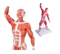 UIGJIOG Maniquí Modelo Muscular Humano 20" Modelo Sistema Muscular Miniatura Figura Muscular Humana Modelo Anatómico Cuerpo Humano Estudio Fisiología Médica Herramienta Didáctica
