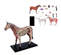 UIGJIOG Modelo 4D Horse Anatomy 26 Partes,26-Part 4D Horse Anatomy Model for Veterinary Training Pet Clinic Demo