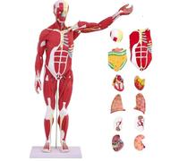 UIGJIOG Modelo Anatomía Músculos Humanos Anatomía Humana Modelo Músculo 27-Partes 1/2 Tamaño Natural 33" Modelo de Músculo y Órgano Humano Órgano Removible Modelo Anatómico Músculo Cricofaríngeo