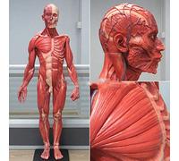 UIGJIOG Modelo anatómico 60 cm Cráneo de Resina Masculina Humana del Esqueleto para la prótesis de Carne Muscle Anatomía Muscular Muscular Muscular Cuerpo