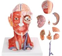 UIGJIOG Modelo Anatómico de Cabeza y Cuello Humanos a Tamaño Real con 10 Partes, con Cerebro, Cabeza y Cuello Muscular Numerados con Vasos, Nervios y Modelo de Cerebro