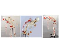 UIGJIOG Modelo anatómico de Esqueleto Humano Adulto, Modelo médico de Esqueleto Humano Flexible, tamaño Real 170 cm, Incluye Soporte.