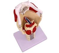 UIGJIOG Modelo Anatómico de la Laringe, Modelo Funcional de la Laringe, Modelo Anatómico 3X del Modelo de la Faringe de la Laringe, Modelo Humano para Fortalecer la Estructura Médica