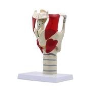 UIGJIOG Modelo Anatómico De Laringe con Articulaciones Aritenoides Y Faringe Desmontables para La Formación En ORL Y La Simulación Quirúrgica Laríngeo Ampliación 3X del Modelo