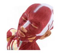 UIGJIOG Modelo anatómico de los músculos de la Cabeza y el Cuello Modelo anatómico los músculos de la Cabeza Cara y Cuello Humanos Herramienta de comunicación Paciente-Doctor Ayuda Entrenamiento